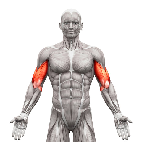 Will Bench Pressing Help You Build Bigger Biceps?