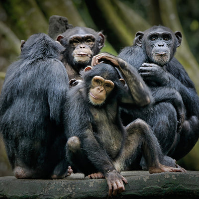 What Is The Chimp Paradox?