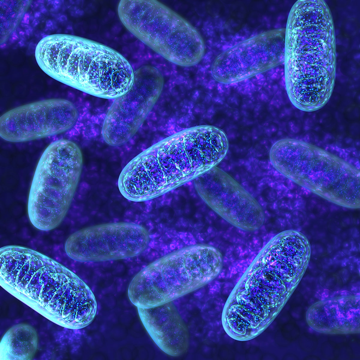 Die Rolle der Mitochondrien bei körperlicher Betätigung und wie man sie leistungsfähiger macht